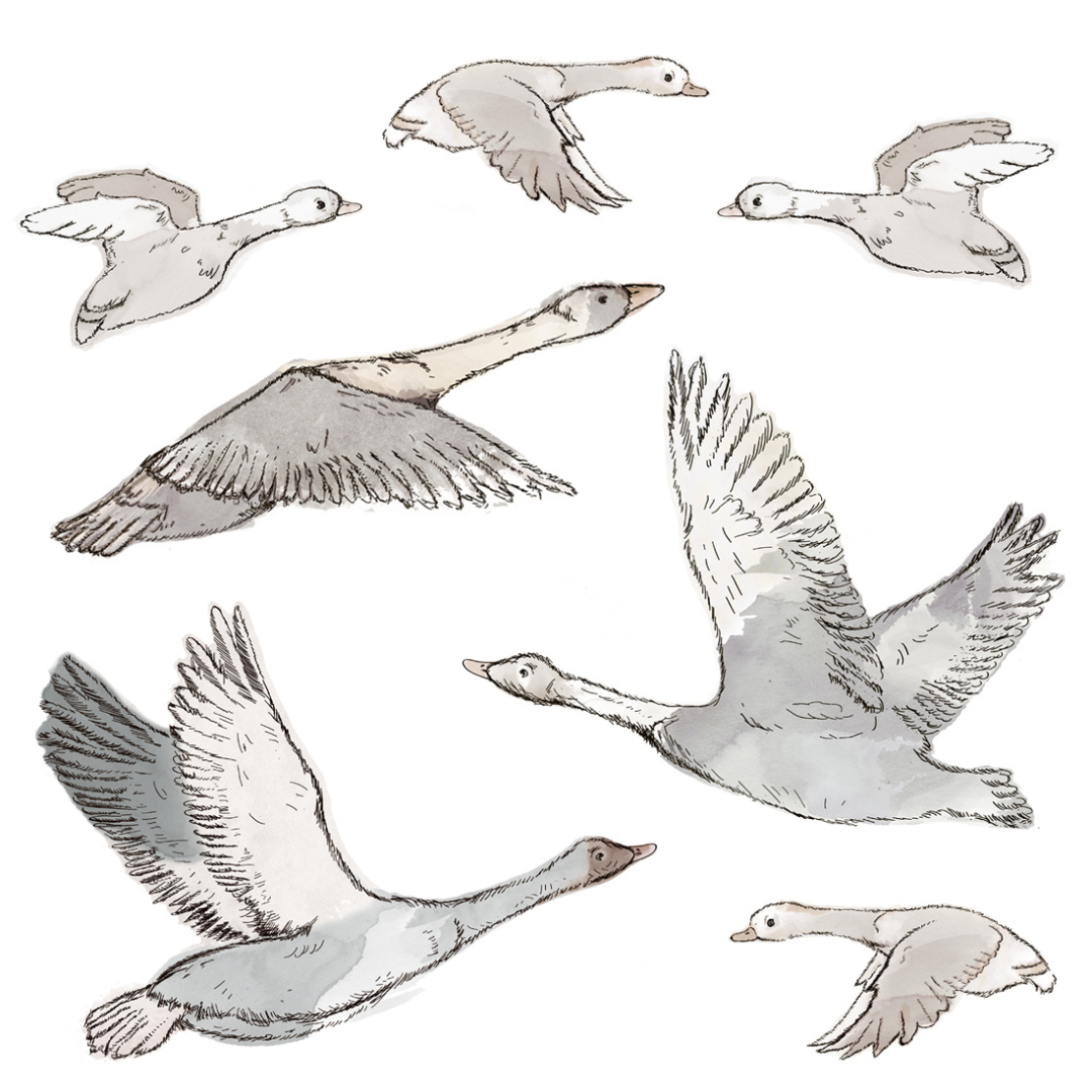 Sticker Hirondelles